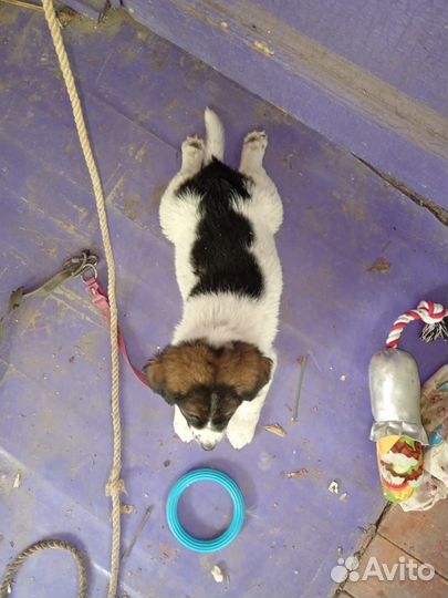 Щенок Стаффорда