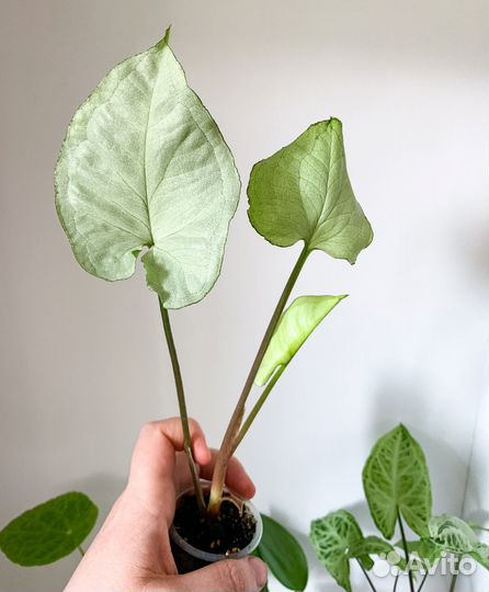 Сингониумы 1 часть