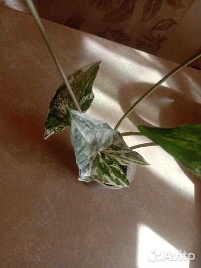 Сингониум империал вайт