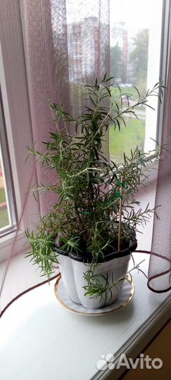 Цветок в горшке розмарин