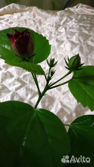 Гибискус китайская роза