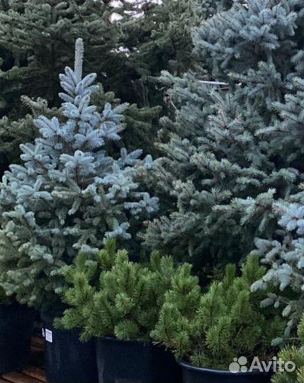 Ель голубая Блю Даймонд 140-160