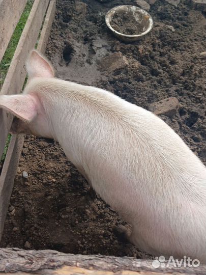 Свинья машка