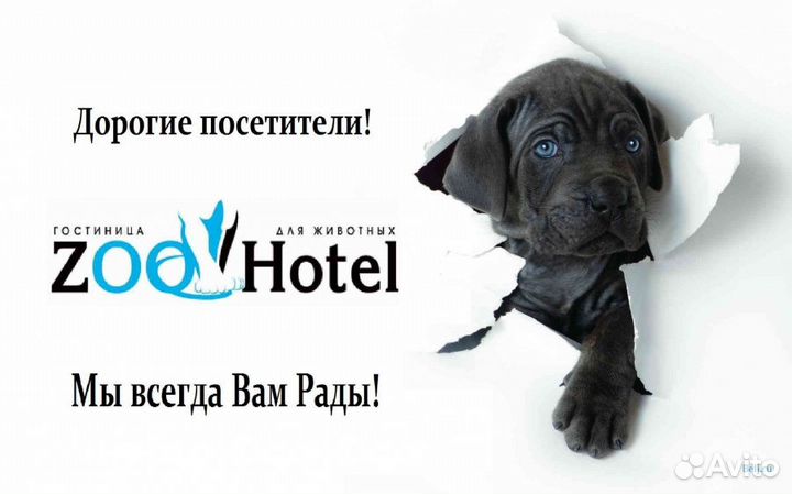 Гостиница для животных, передержка