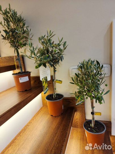 Оливковое дерево с настоящими оливами. Сицилия