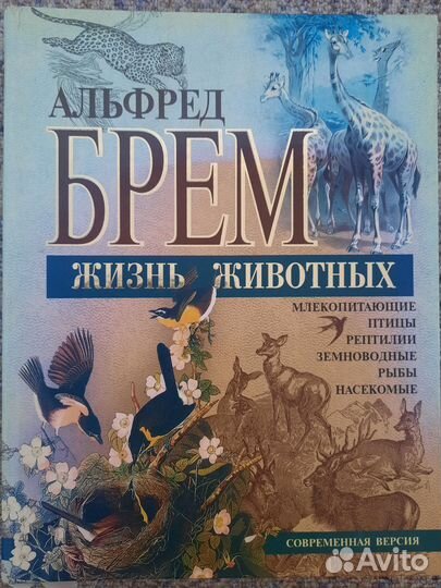 А. Брем 