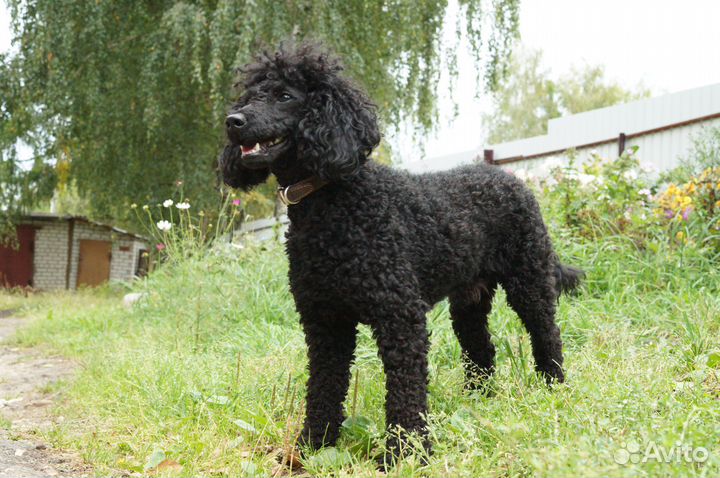 Красивый элегантный пудель ищет невесту