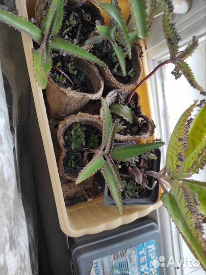 Каланхоэ лечебное