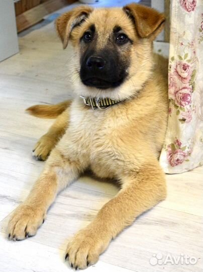 Щенок мальчик Оскар 3,5 мес