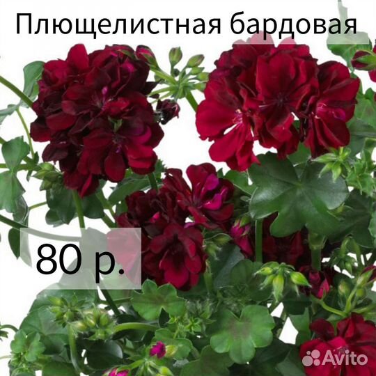 Пеларгония