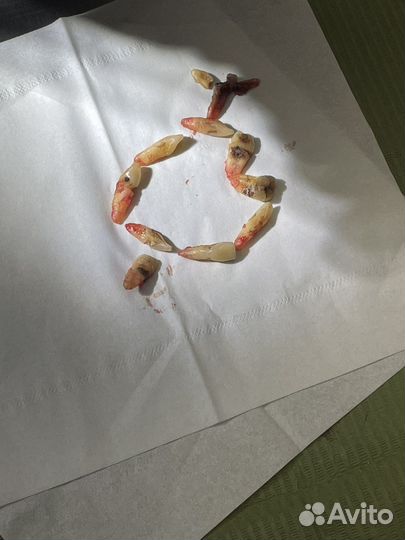 Ассистент, Гигиенист Стоматологический