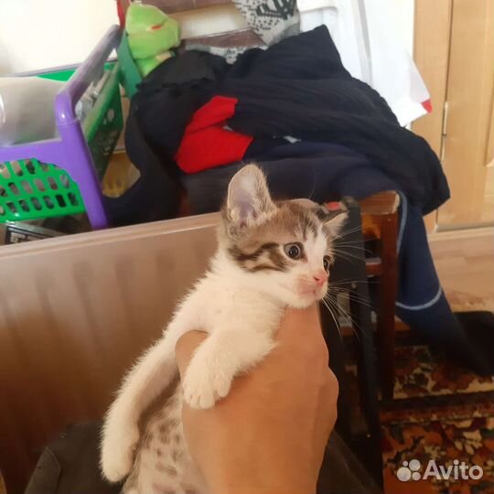 Кошка в дар бесплатно
