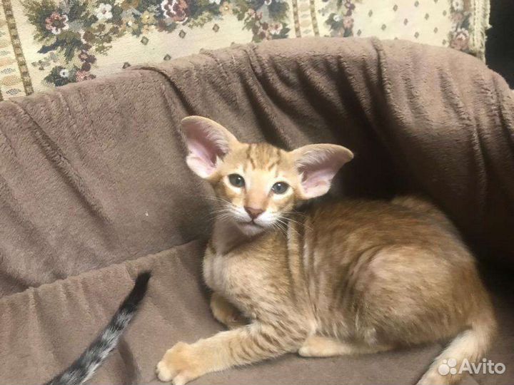 Ориентальные котята