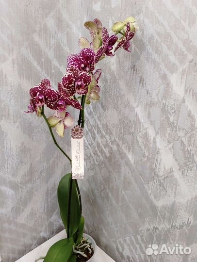 Цветущая орхидея Дикий кот