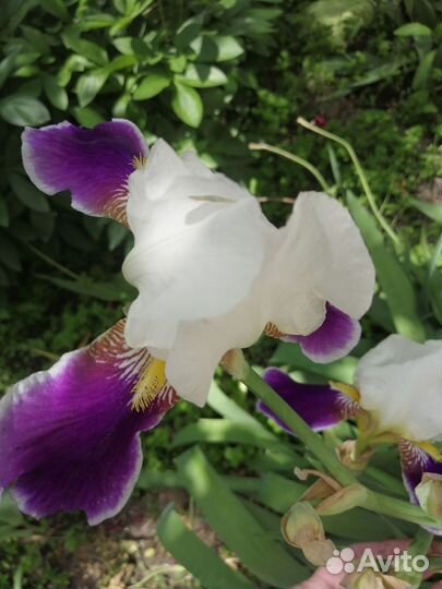 Ирисы (рассада)