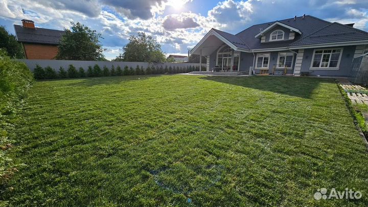 Рулонный газон «Дачный»