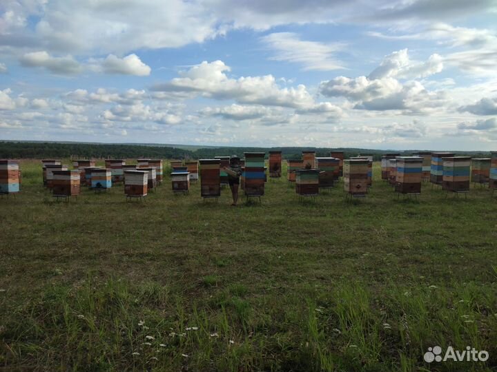 Пчеломатки