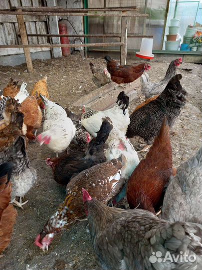 Яйцо домашнее куринное