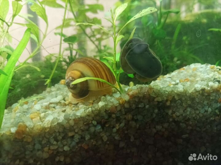 Улитки Ампулярии (от 5 штук)