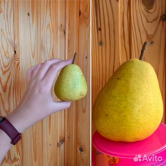 Груши яблони виноград саженцы