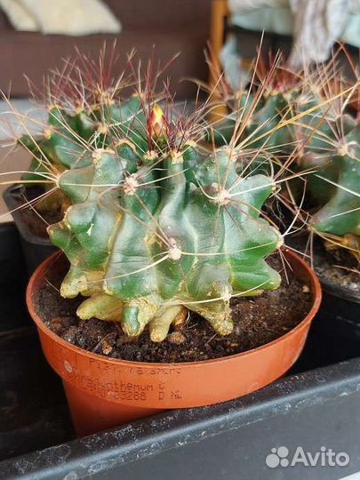 Кактусы цветущие