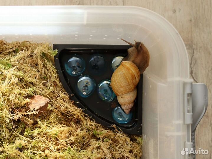 Ахатина занзибарика Сьерра + террариумы