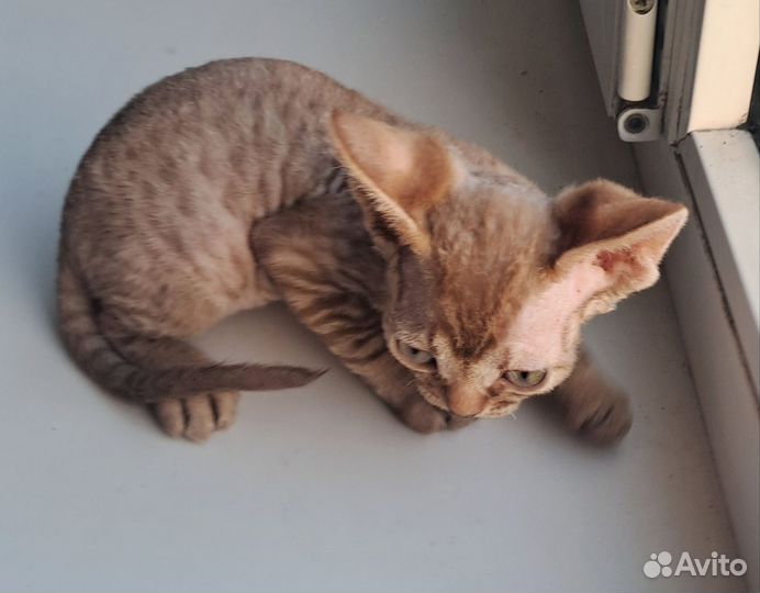 Мальчики WCF Девон-рекс