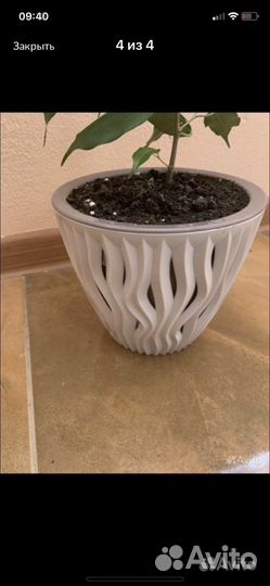 Фикус бенджамина