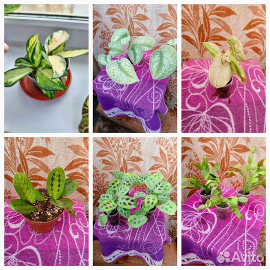 Комнатные цветы