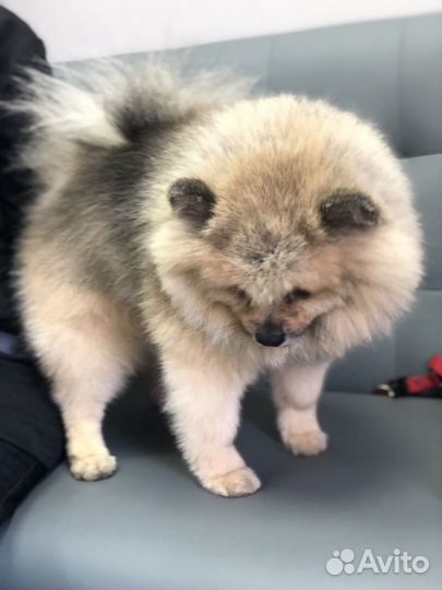 Студия груминга «Хвостики»