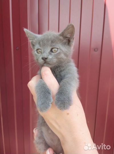 Котята серые, белые, чёрные