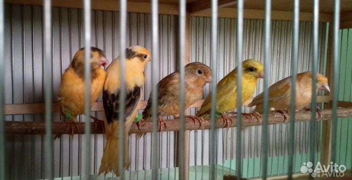 Канарейки овсяночного напева