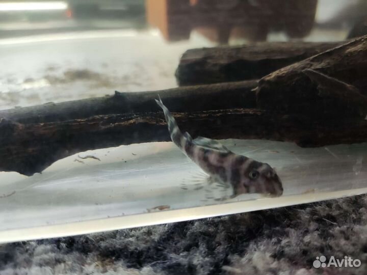 Номерные сомы L