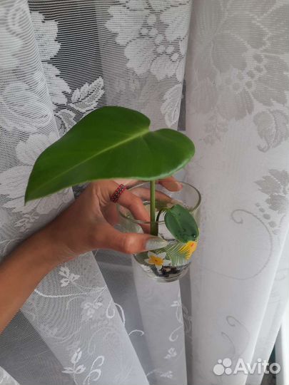 Монстера детка