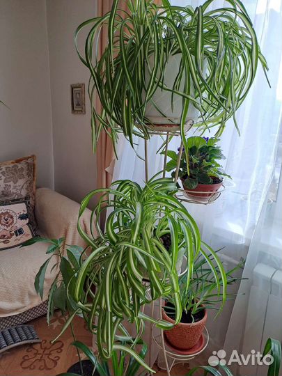 Домашние растения