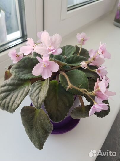 Домашние растения