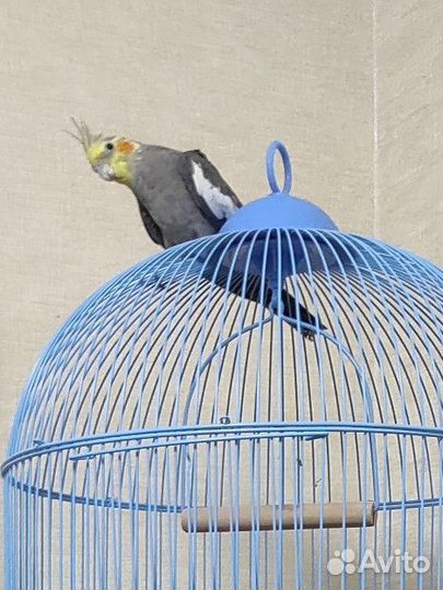 Попугай корелла с клеткой