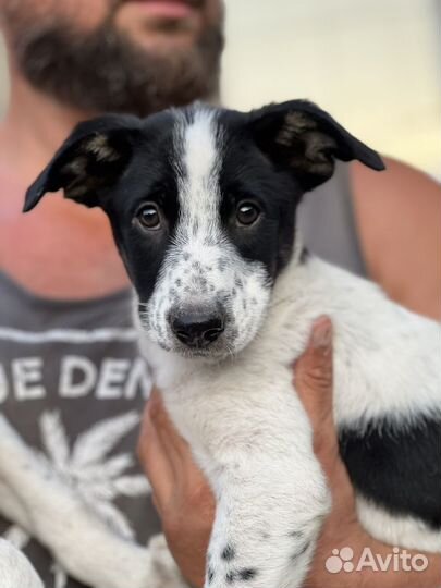 Две девочки Пандочки ищут дом