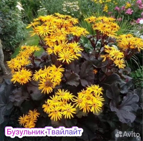 Бузульник Брит Мари Крауфорд