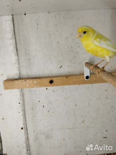 Кенара и канарейки