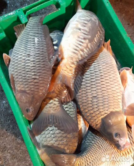 Живая рыба карп