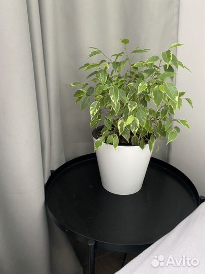 Фикус кинки