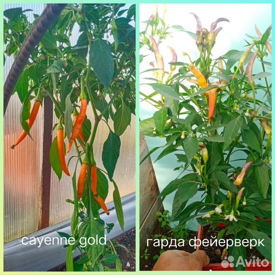 Перчики острые и острые- декоративные семена