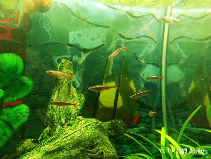 Неоны, Тернеции, Молли, Кардиналы, Данио, Гуппи