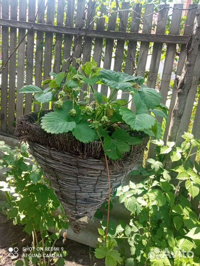 Рассада ремонтантной клубники