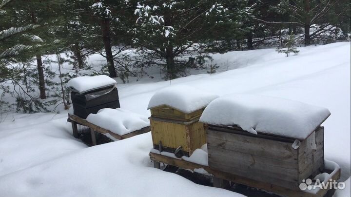 Ульи для пчел, сушь