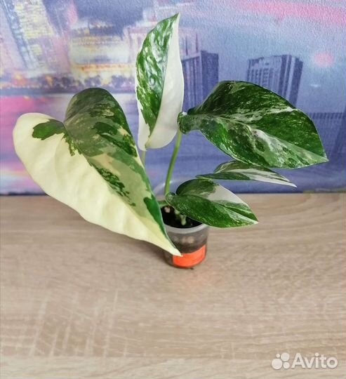 Эпипремнум Пиннатум Вайт