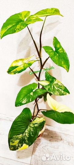 Сингониум Империал Еллоу