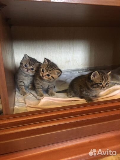 Британские котята