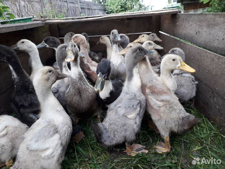 Утки, гусаки, яйцо